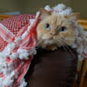 Meet your Posher, Khalid